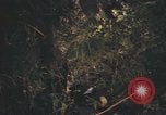 Image of United States pilot Vietnam, 1967, second 37 stock footage video 65675075573