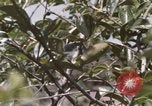 Image of 20th Helicopter Squadron paratroopers Vietnam, 1962, second 1 stock footage video 65675075617