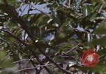 Image of 20th Helicopter Squadron paratroopers Vietnam, 1962, second 3 stock footage video 65675075617