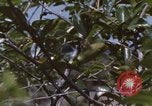 Image of 20th Helicopter Squadron paratroopers Vietnam, 1962, second 4 stock footage video 65675075617