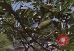 Image of 20th Helicopter Squadron paratroopers Vietnam, 1962, second 5 stock footage video 65675075617