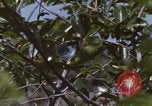Image of 20th Helicopter Squadron paratroopers Vietnam, 1962, second 6 stock footage video 65675075617