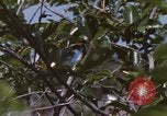 Image of 20th Helicopter Squadron paratroopers Vietnam, 1962, second 7 stock footage video 65675075617