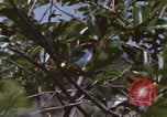 Image of 20th Helicopter Squadron paratroopers Vietnam, 1962, second 8 stock footage video 65675075617