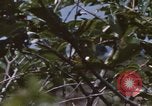 Image of 20th Helicopter Squadron paratroopers Vietnam, 1962, second 9 stock footage video 65675075617