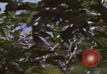 Image of 20th Helicopter Squadron paratroopers Vietnam, 1962, second 11 stock footage video 65675075617