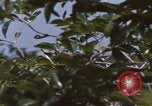 Image of 20th Helicopter Squadron paratroopers Vietnam, 1962, second 12 stock footage video 65675075617