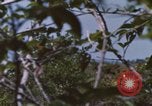Image of 20th Helicopter Squadron paratroopers Vietnam, 1962, second 16 stock footage video 65675075617