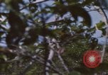 Image of 20th Helicopter Squadron paratroopers Vietnam, 1962, second 17 stock footage video 65675075617