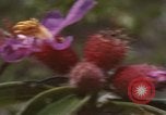 Image of 20th Helicopter Squadron paratroopers Vietnam, 1962, second 39 stock footage video 65675075617