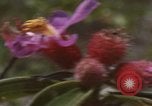 Image of 20th Helicopter Squadron paratroopers Vietnam, 1962, second 42 stock footage video 65675075617