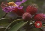 Image of 20th Helicopter Squadron paratroopers Vietnam, 1962, second 43 stock footage video 65675075617