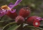 Image of 20th Helicopter Squadron paratroopers Vietnam, 1962, second 44 stock footage video 65675075617