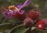 Image of 20th Helicopter Squadron paratroopers Vietnam, 1962, second 45 stock footage video 65675075617