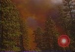 Image of Flames rising above tall trees California United States USA, 1987, second 7 stock footage video 65675075621