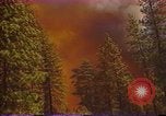 Image of Flames rising above tall trees California United States USA, 1987, second 8 stock footage video 65675075621
