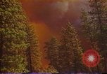 Image of Flames rising above tall trees California United States USA, 1987, second 10 stock footage video 65675075621