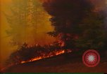 Image of Flames rising above tall trees California United States USA, 1987, second 11 stock footage video 65675075621