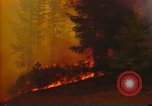 Image of Flames rising above tall trees California United States USA, 1987, second 12 stock footage video 65675075621