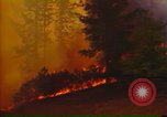 Image of Flames rising above tall trees California United States USA, 1987, second 13 stock footage video 65675075621