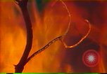 Image of Flames rising above tall trees California United States USA, 1987, second 16 stock footage video 65675075621