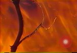 Image of Flames rising above tall trees California United States USA, 1987, second 18 stock footage video 65675075621