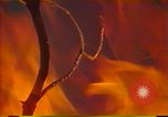 Image of Flames rising above tall trees California United States USA, 1987, second 20 stock footage video 65675075621