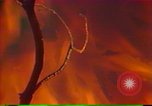 Image of Flames rising above tall trees California United States USA, 1987, second 21 stock footage video 65675075621