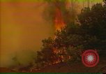 Image of Flames rising above tall trees California United States USA, 1987, second 45 stock footage video 65675075621