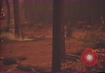 Image of Flames rising above tall trees California United States USA, 1987, second 55 stock footage video 65675075621