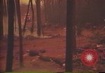 Image of Flames rising above tall trees California United States USA, 1987, second 56 stock footage video 65675075621