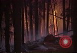 Image of Flames rising above tall trees California United States USA, 1987, second 62 stock footage video 65675075621