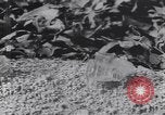 Image of grave-markers Atlanta Georgia USA, 1939, second 29 stock footage video 65675075668