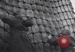 Image of United States Engineers United States USA, 1944, second 33 stock footage video 65675075858