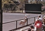 Standbild tennis match Honolulu Hawaii USA, 1945, aus Sekunde 54 historischem Filmmaterial Videoclip 65675075915