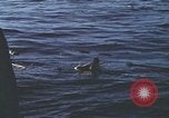 Standbild Das US-amerikanische U-Boot rettet den Überlebenden vor einem versunkenen japanischen Kriegsschiff Pazifik, 1945, aus Sekunde 12 historischem Filmmaterial Videoclip 65675076044