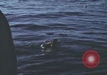 Standbild Das US-amerikanische U-Boot rettet den Überlebenden vor einem versunkenen japanischen Kriegsschiff Pazifik, 1945, aus Sekunde 13 historischem Filmmaterial Videoclip 65675076044