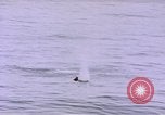 Image of mine in water Pacific Ocean, 1945, second 18 stock footage video 65675076071