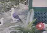 Image Gooneyville oiseaux Océan Pacifique, 1945, de la seconde 19 séquences d'archives historiques vidéo 65675076077