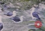 Image Gooneyville oiseaux Océan Pacifique, 1945, de la seconde 20 séquences d'archives historiques vidéo 65675076077