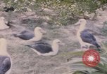 Image Gooneyville oiseaux Océan Pacifique, 1945, de la seconde 21 séquences d'archives historiques vidéo 65675076077