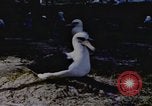 Image Gooneyville oiseaux Océan Pacifique, 1945, de la seconde 38 séquences d'archives historiques vidéo 65675076077