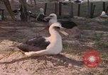 Image Gooneyville oiseaux Océan Pacifique, 1945, de la seconde 39 séquences d'archives historiques vidéo 65675076077