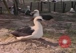 Image Gooneyville oiseaux Océan Pacifique, 1945, de la seconde 40 séquences d'archives historiques vidéo 65675076077