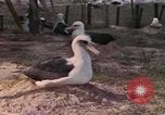 Image Gooneyville oiseaux Océan Pacifique, 1945, de la seconde 41 séquences d'archives historiques vidéo 65675076077
