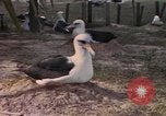 Image Gooneyville oiseaux Océan Pacifique, 1945, de la seconde 42 séquences d'archives historiques vidéo 65675076077