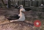 Image Gooneyville oiseaux Océan Pacifique, 1945, de la seconde 43 séquences d'archives historiques vidéo 65675076077