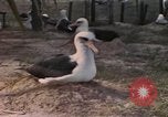 Image Gooneyville oiseaux Océan Pacifique, 1945, de la seconde 44 séquences d'archives historiques vidéo 65675076077