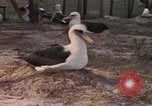 Image Gooneyville oiseaux Océan Pacifique, 1945, de la seconde 45 séquences d'archives historiques vidéo 65675076077