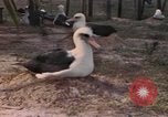 Image Gooneyville oiseaux Océan Pacifique, 1945, de la seconde 46 séquences d'archives historiques vidéo 65675076077